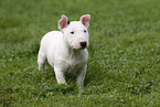 Miniature Bull Terrier Puppy