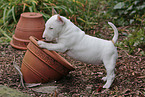 Miniature Bull Terrier Puppy