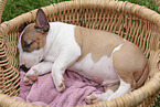 Miniature Bull Terrier Puppy