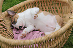 Miniature Bull Terrier Puppy