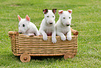 Miniature Bull Terrier Puppies