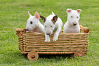 Miniature Bull Terrier Puppies