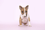 Miniature Bull Terrier Puppy