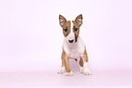 Miniature Bull Terrier Puppy