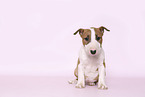 Miniature Bull Terrier Puppy