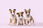 Miniature Bull Terrier Puppies