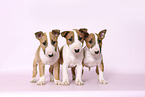 Miniature Bull Terrier Puppies
