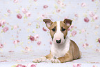 Miniature Bull Terrier Puppy
