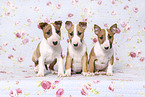 Miniature Bull Terrier Puppies