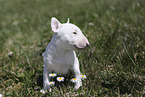 Miniature Bull Terrier Puppy