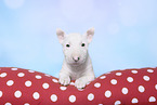 Miniature Bull Terrier Puppy