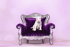 Miniature Bull Terrier Puppy