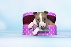 Miniature Bull Terrier Puppy