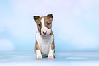 Miniature Bull Terrier Puppy