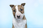 Miniature Bull Terrier Puppy