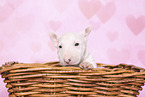 Miniature Bull Terrier Puppy