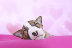 Miniature Bull Terrier Puppy