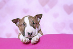 Miniature Bull Terrier Puppy