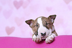 Miniature Bull Terrier Puppy