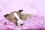 Miniature Bull Terrier Puppy
