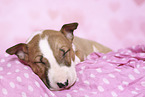 Miniature Bull Terrier Puppy