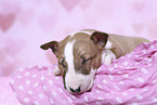 Miniature Bull Terrier Puppy