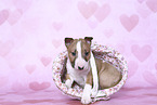 Miniature Bull Terrier Puppy