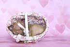 Miniature Bull Terrier Puppy