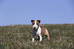 Miniature Bull Terrier Puppy