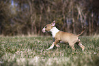 Miniature Bull Terrier Puppy