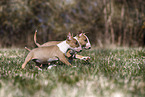 Miniature Bull Terrier Puppies