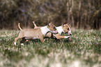 Miniature Bull Terrier Puppies