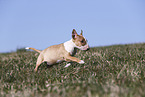 Miniature Bull Terrier Puppy
