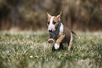 Miniature Bull Terrier Puppy