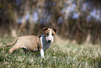 Miniature Bull Terrier Puppy