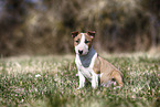 Miniature Bull Terrier Puppy