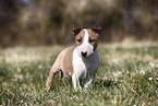 Miniature Bull Terrier Puppy