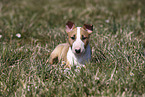 Miniature Bull Terrier Puppy