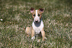 Miniature Bull Terrier Puppy
