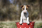 Miniature Bull Terrier Puppy
