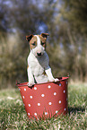 Miniature Bull Terrier Puppy
