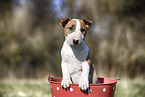 Miniature Bull Terrier Puppy