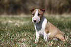 Miniature Bull Terrier Puppy