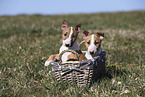 Miniature Bull Terrier Puppies
