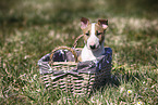 Miniature Bull Terrier Puppy