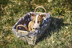 Miniature Bull Terrier Puppy