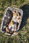 Miniature Bull Terrier Puppy