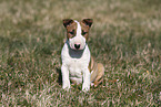 Miniature Bull Terrier Puppy