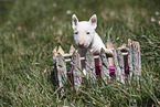 Miniature Bull Terrier Puppy