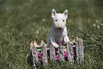 Miniature Bull Terrier Puppy